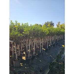 Viburnum lucidum – Half-Tij Form