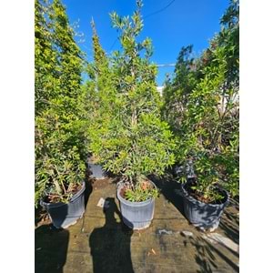 Fırça Çalısı (Callistemon) 2-2,5 m / 55 LT