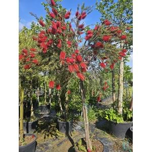 Fırça Çalısı (Callistemon) – Tijli Extra Form / Kalın Gövdeli