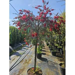 Fırça Çalısı (Callistemon) – Tijli Extra Form / Kalın Gövdeli
