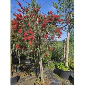 Fırça Çalısı (Callistemon) – Tijli Extra Form / Kalın Gövdeli