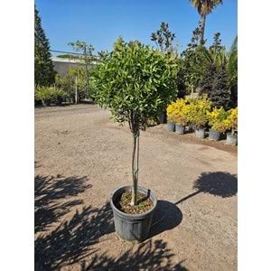 Fırça Çalısı (Callistemon) 35LT Tijli
