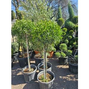 Fırça Çalısı (Callistemon) 35LT Tijli
