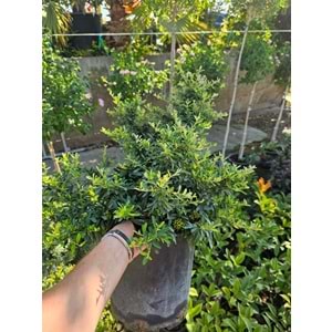 Ateş Dikeni (Pyracantha) 7 LT