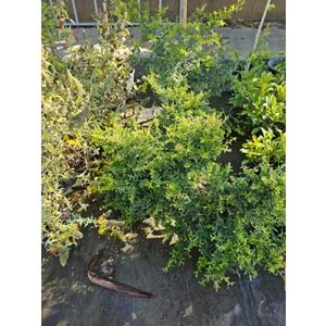 Ateş Dikeni (Pyracantha) 7 LT