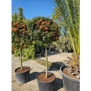 Ateş Dikeni (Pyracantha) – Tijli EXTRA Form