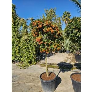 Ateş Dikeni (Pyracantha) – Tijli EXTRA Form