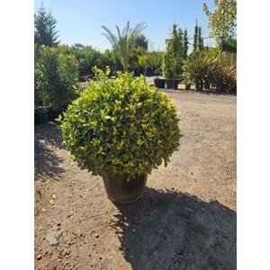 Defne Top Extra Form 70 LT