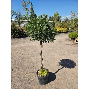 Defne (Laurus nobilis) – Burgulu Form / 15 LT