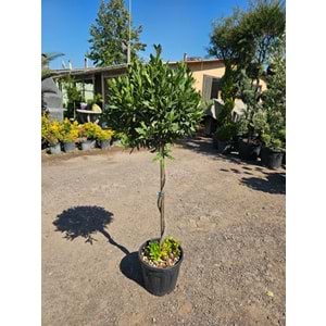 Defne (Laurus nobilis) – Burgulu Form / 15 LT