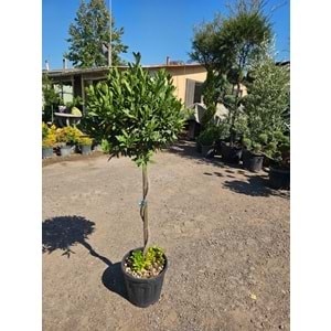 Defne (Laurus nobilis) – Burgulu Form / 15 LT