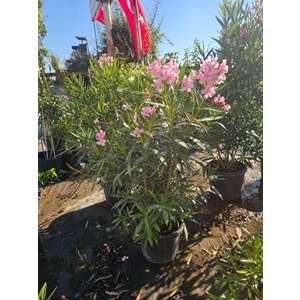 Zakkum (Nerium oleander) – 20 LT