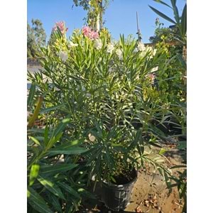 Zakkum (Nerium oleander) – 20 LT