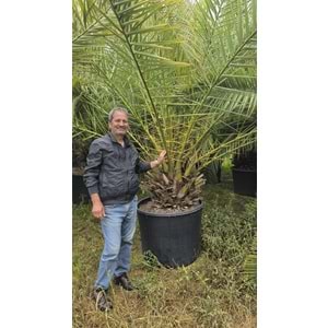 Phoenix Palmiyesi–Extra Form