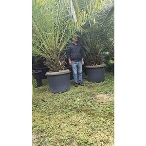 Phoenix Palmiyesi–Extra Form