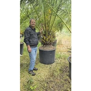 Phoenix Palmiyesi–Extra Form
