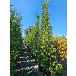 Leylandi – 3 m / Aşılı Ürün