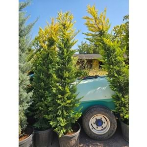 Goldrider – 2,5 m