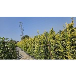 Goldrider 2-2,4m
