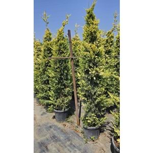 Goldrider 2-2,4m
