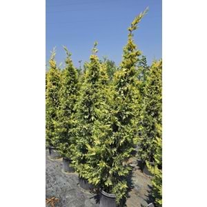 Goldrider 2-2,4m