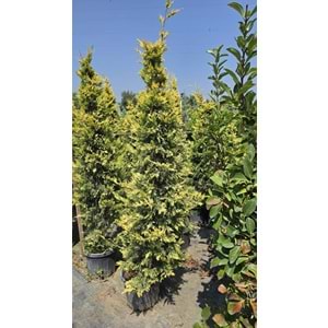 Goldrider 2-2,4m