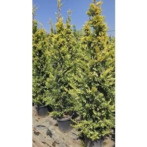 Goldrider 2-2,4m