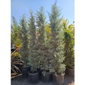 Mavi Servi (Cupressus arizonica) 2–2,5 m