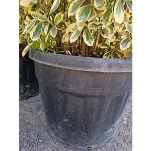 Bravo Taflan (Euonymus japonicus ‘Bravo’) – 75 LT
