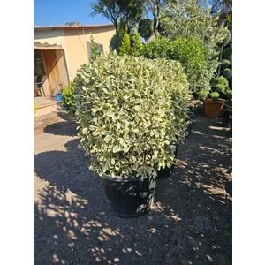 Bravo Taflan (Euonymus japonicus ‘Bravo’) – 75 LT