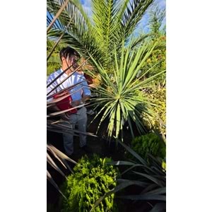 Dracena Cordyline australis