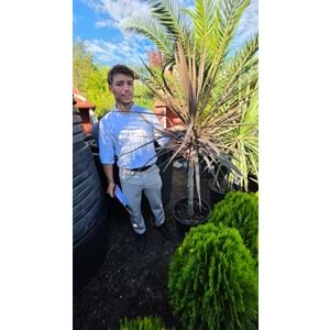 Kırmızı Dracena (Cordyline australis ‘Red Star’)