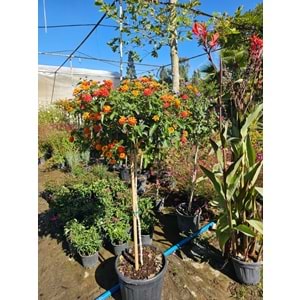 Mİne Çiçeği (Lantana camara,) Tijli Form