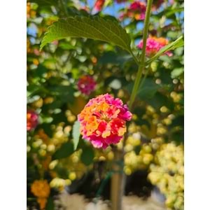 Mİne Çiçeği (Lantana camara,) Tijli Form