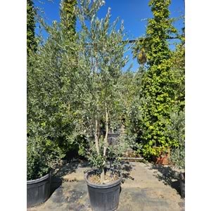 Zeytin (Olea europaea)