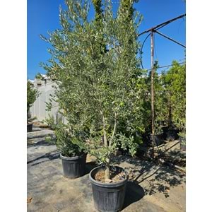 Zeytin (Olea europaea)