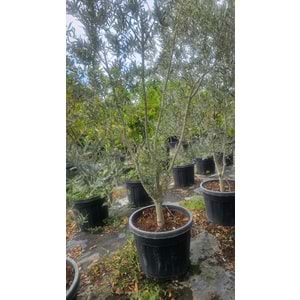 Zeytin (Olea europaea)