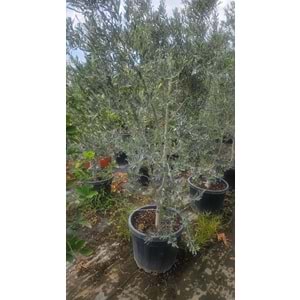 Zeytin (Olea europaea)