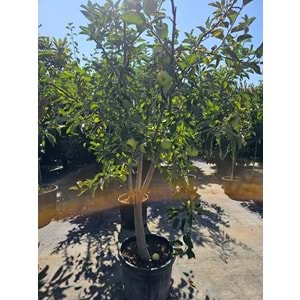 Elma (Malus domestica)