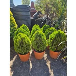 Top Mazı (Thuja orientalis ‘Aurea Nana’)