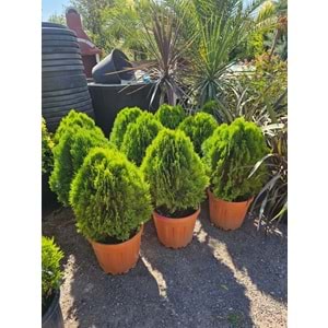 Top Mazı (Thuja orientalis ‘Aurea Nana’)