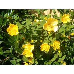 Hypericum hookerianum 'Hidcote' 7Lt