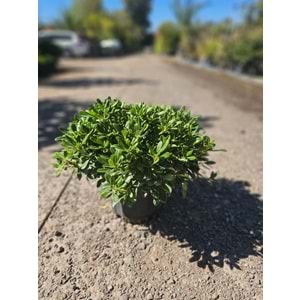 Pittosporum (M)