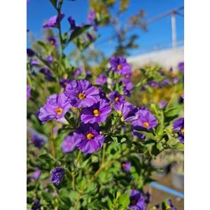 Solanum Tijli
