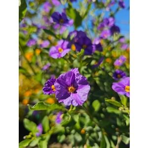 Solanum Tijli