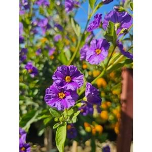 Solanum Tijli