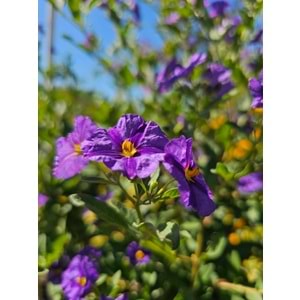 Solanum Tijli