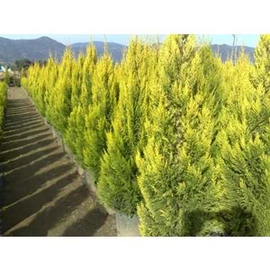 Cupressus Macrocarpa Goldcrest