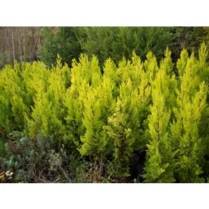 Cupressus Macrocarpa Goldcrest