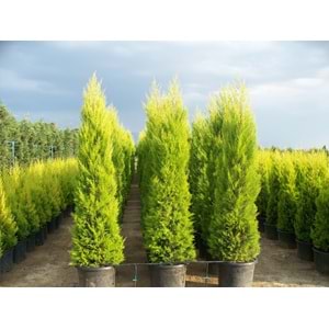 Cupressus Macrocarpa Goldcrest